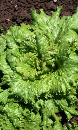 Семена Салат Кучерявец Грибовский 0,25гр (УД) Е/П